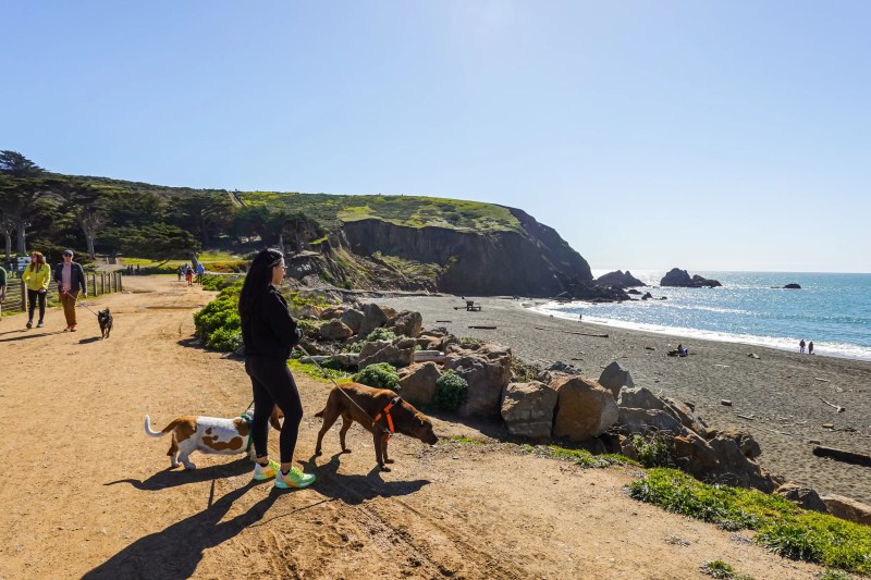 Best Dog Friendly Hikes Bay Area