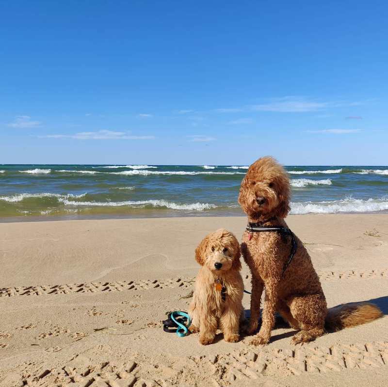 Michigan Vacations With Dogs